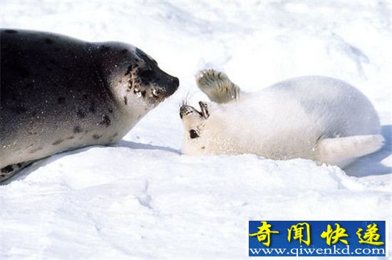动物十大伟大母爱:不吃不喝12天给孩子喂奶