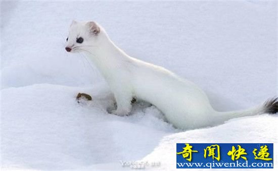 黄鼠狼舍皮逃脱兽夹 农夫追至山洞痛哭离去