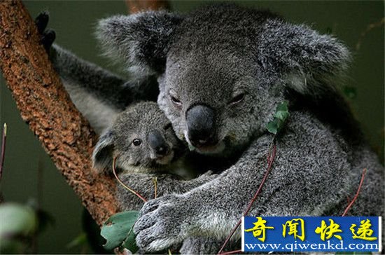 动物十大伟大母爱:不吃不喝12天给孩子喂奶