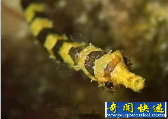 地球十大最可爱动物:毛毛虫竟也入选?