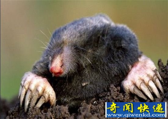 地球十大最可爱动物:毛毛虫竟也入选?
