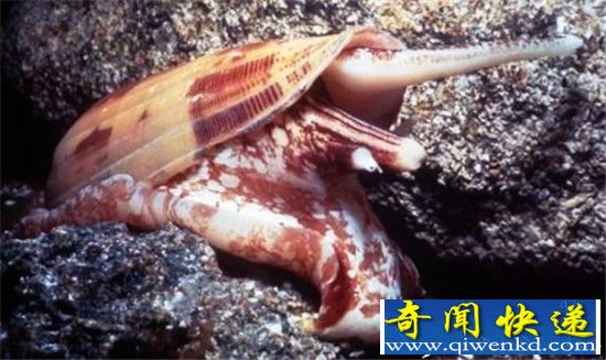 地球最毒生物竟是它 触摸则必死无疑