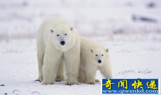 北极11种珍稀动物盘点 冰雪世界中的美丽精灵