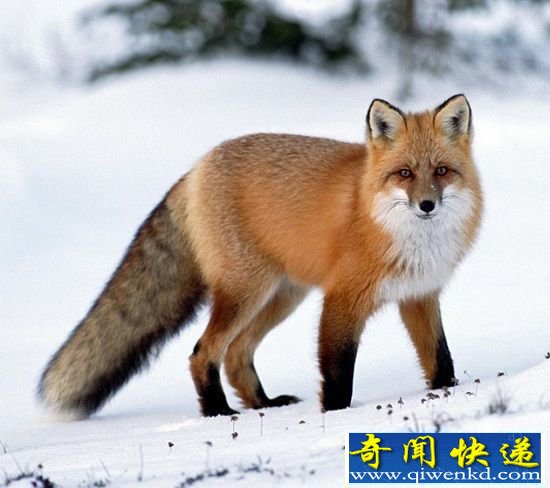北极11种珍稀动物盘点 冰雪世界中的美丽精灵