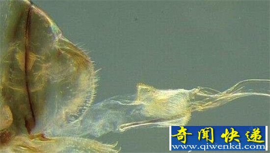 天呐!新发现昆虫连续交配时间70小时 人类自愧不如