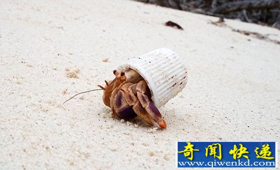 科学家发现 牙膏盖子里的寄居蟹