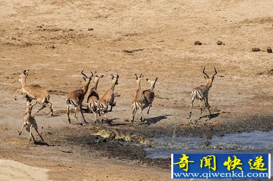 【组图】鳄鱼突袭吓惊羚羊 饥肠辘辘最终无功而返