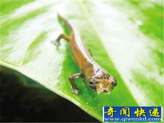 最奇葩的二十大动物盘点:地狱里逃出来的魔鬼?