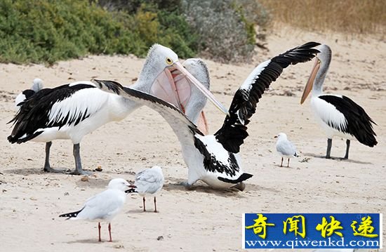 澳大利亚两鹈鹕激烈争食 上演“探喉取物”