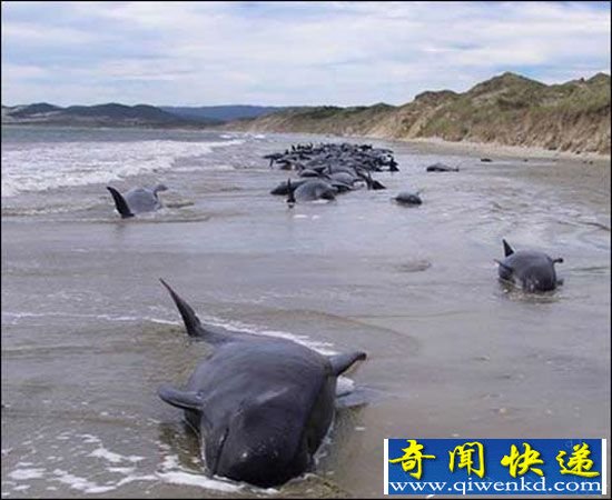 地球生物灭绝迎来第六次全球范围物种灭绝