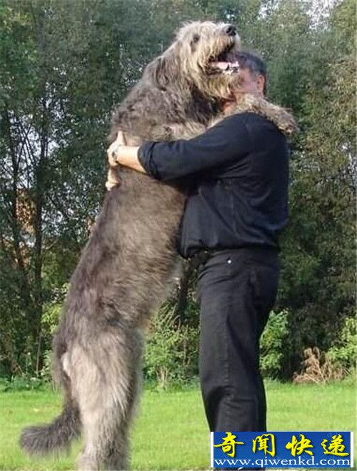 盘点世界上最可爱的十大狗狗 爱斯基摩犬排第七