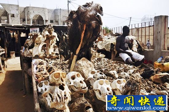 世界最大巫毒市场:晒干的鬣狗头和蟒蛇皮