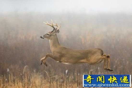 十种具有悠久历史的物种 自然界的活化石