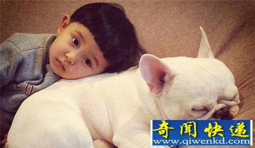 盘点世界上最可爱的十大狗狗 爱斯基摩犬排第七