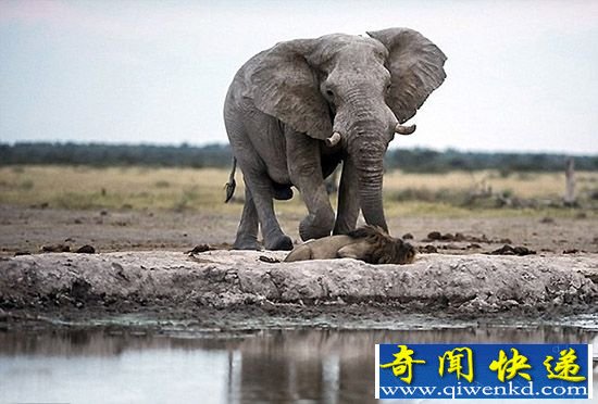 象蹄脱险!非洲雄狮喝水险遭大象踩踏