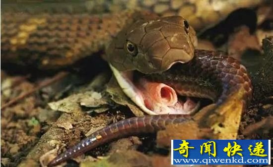 揭世界上最毒动物:不是毒蛇不是河豚竟是它!