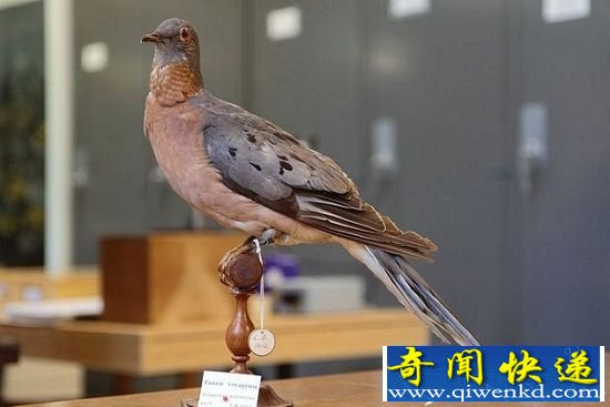 十种重现人间的灭绝动物 动物界的起死回生