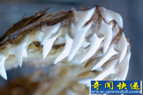水生动物的十种超能力 射水鱼可射出2米水柱