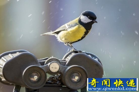 动物在战争中十种另类用途 可做间谍可爆破