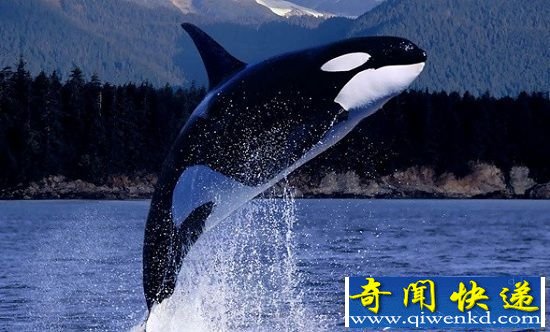 速度最快十大海洋生物盘点 虎鲸仅能位居第十