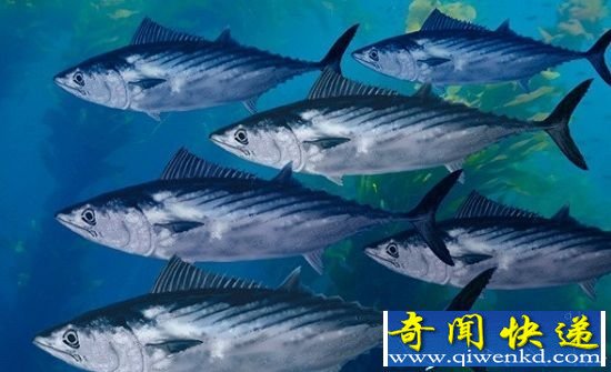 速度最快十大海洋生物盘点 虎鲸仅能位居第十