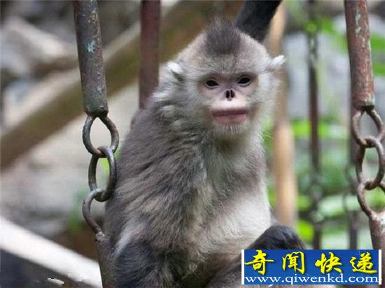 2015新发现的十大古怪物种 神秘恐怖令人惊奇