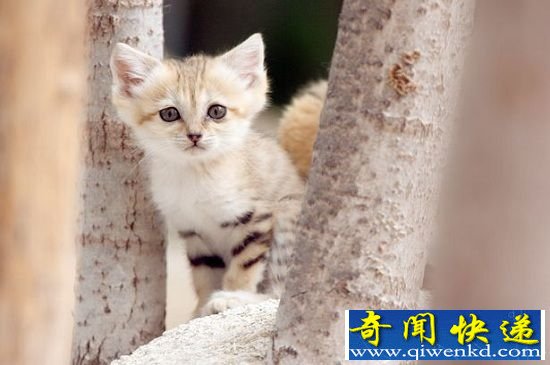 非洲沙猫被滥捕濒临灭绝 形象呆萌可爱成致命原因