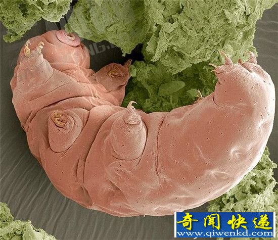 科学家发现长生不老生物:或造出人类怪物