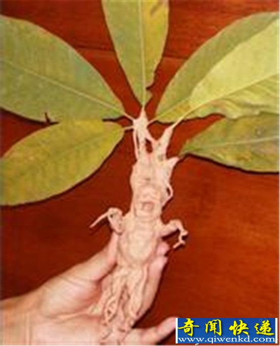 全球最神秘的14种生物:曼德拉草能催情