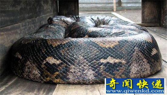 亚马逊巨蟒一旦出现 鳄鱼逃得比谁都快