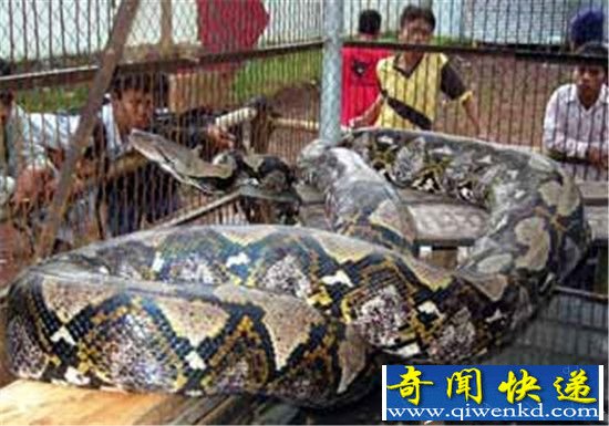 亚马逊巨蟒一旦出现 鳄鱼逃得比谁都快