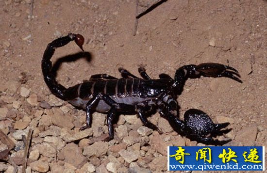 全球十大最恐怖动物盘点:夺命蜱虫惊悚至极