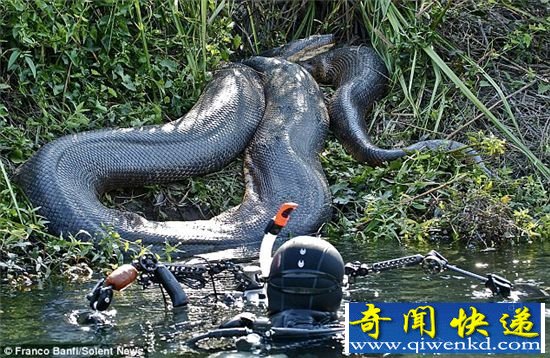 近距离观察8米巨蟒 蟒蛇栖息地貌似拍摄