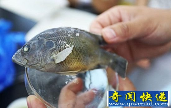 外星寄生虫侵入地球威胁人类 全球最凶狠外来物种