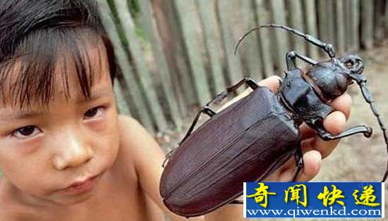 全球最巨型昆虫盘点
