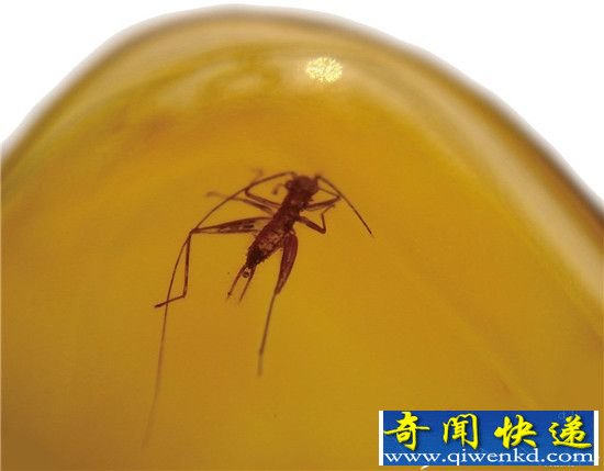 亿万年前动物生活照曝光:冻结时空的琥珀化石