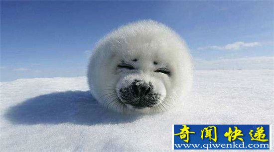 这些最萌的动物竟然是性虐杀手暴力狂和恶棍天使！