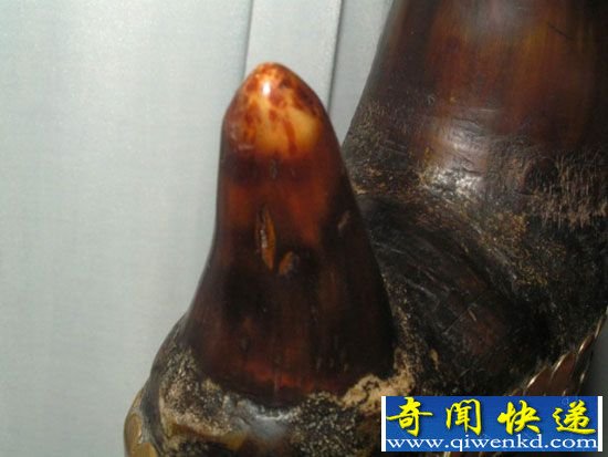 动物标本