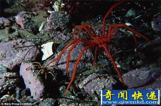 南极巨型奇异海蜘蛛 体长25厘米生殖器长在腿上