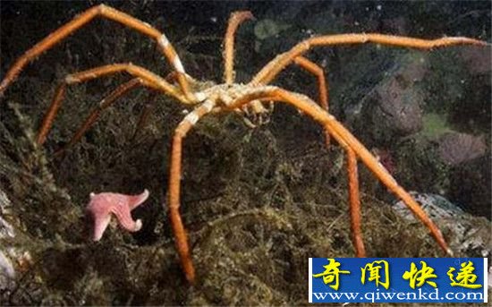 南极巨型奇异海蜘蛛 体长25厘米生殖器长在腿上