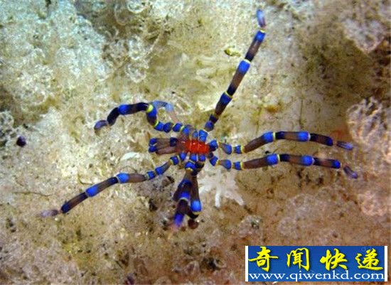 南极巨型奇异海蜘蛛 体长25厘米生殖器长在腿上