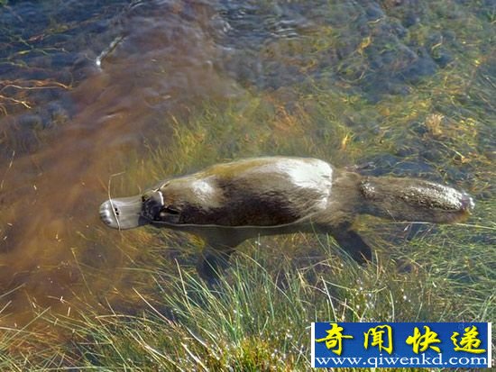 鸭嘴兽——电子定位