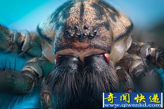 【恐怖慎入】动物怪物:小虫子的“恐怖特写”