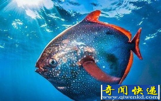 美国发现:深海大洋里唯一温血动物“月鱼”