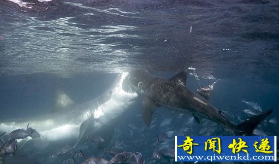 恐怖大白鲨为争食物自相残杀:同一时间发起攻击