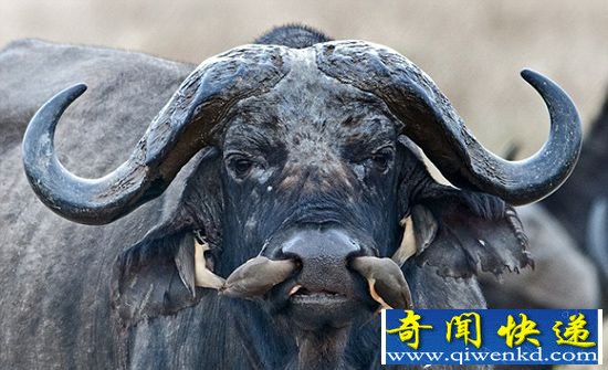 Ǵˮţ ţʳм