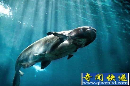湄公河巨鲶