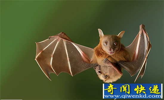 动物界十大超能力动物盘点 猫可以实现夜视