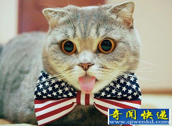 折耳猫梅丽莎因爱吐舌头 引6000万网友粉丝