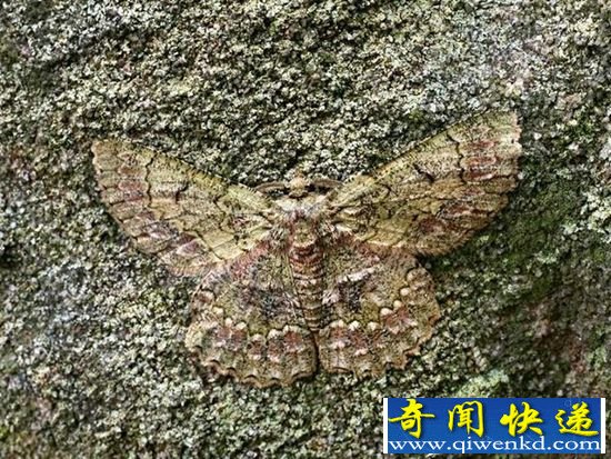 盘点:动物伪装大师 令人称奇的伪装术